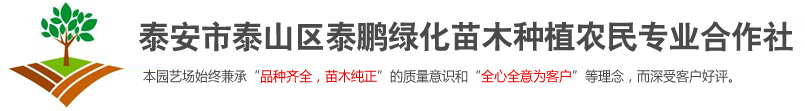 泰安市泰山区泰鹏绿化苗木种植农民专业合作社