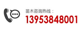 订苗热线：13953848001