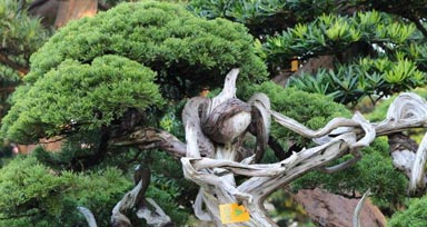 造型松