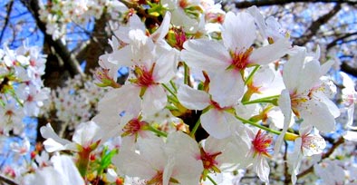 樱花苗