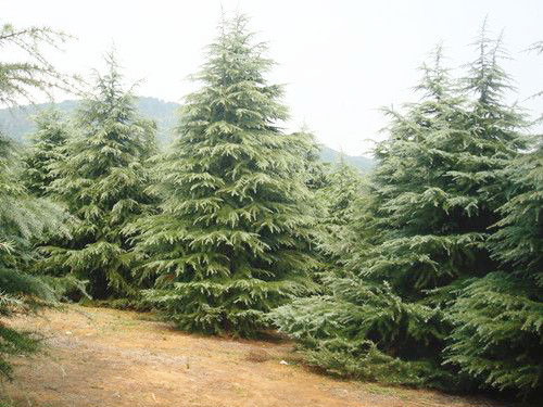 泰安雪松苗批发：大型雪松苗木的移植及养护