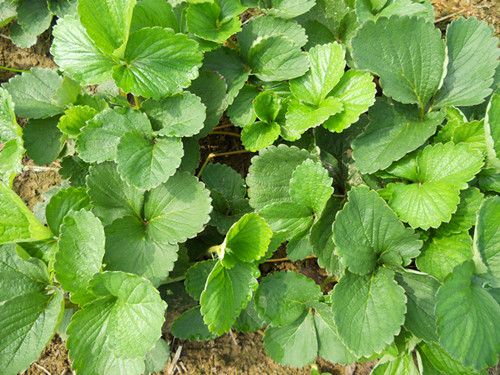 草莓苗批发、草莓苗价格：草莓越冬怎样防寒