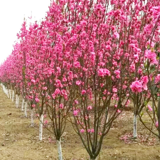 碧桃树