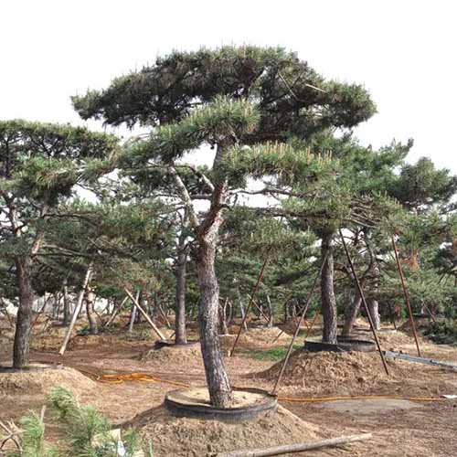 山东造型松种植基地