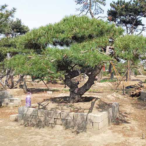 山东泰安造型油松基地