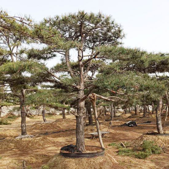 山东景观松基地