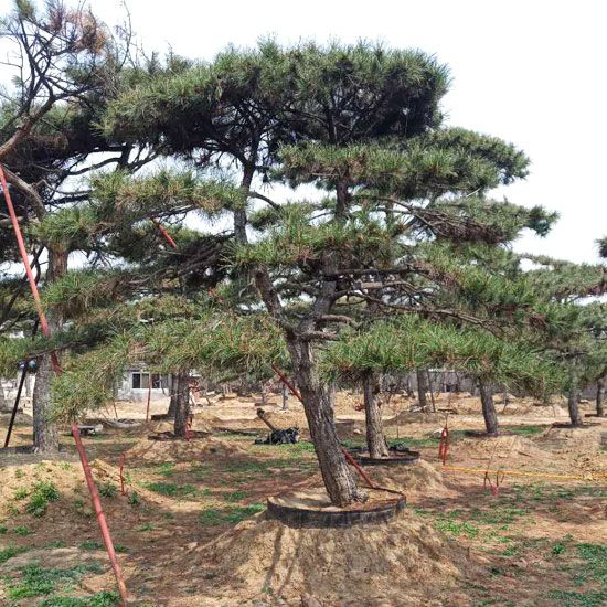 山东造型松种植基地