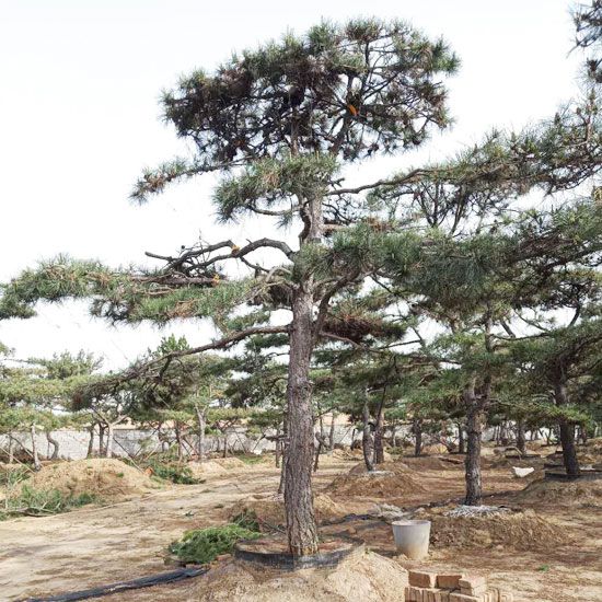 山东造型松种植基地