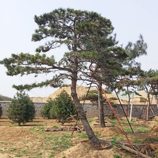 山东泰安造型油松基地