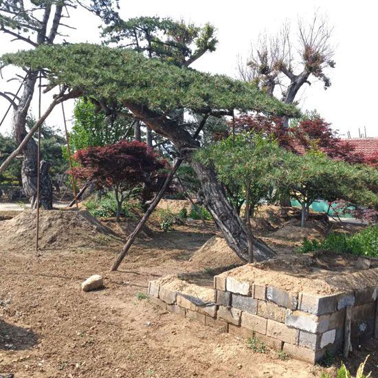 山东景观松基地